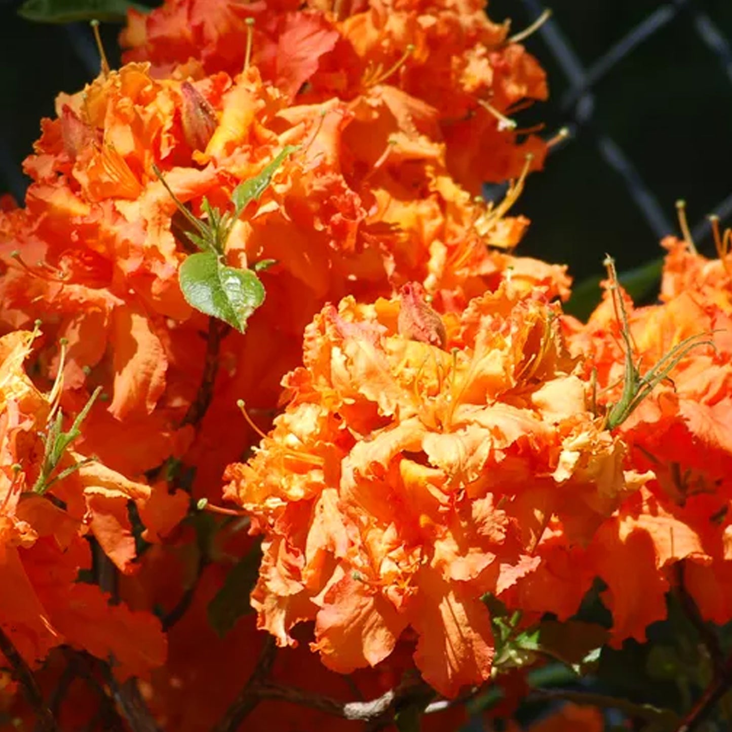 Azalea Orange (2L)