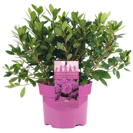 Azalea Pink (2L)