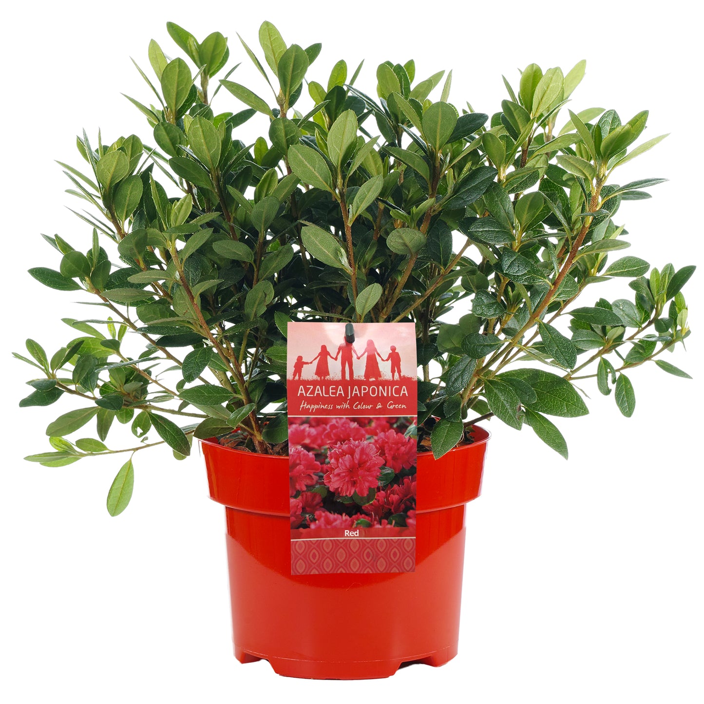 Azalea Red (2L)