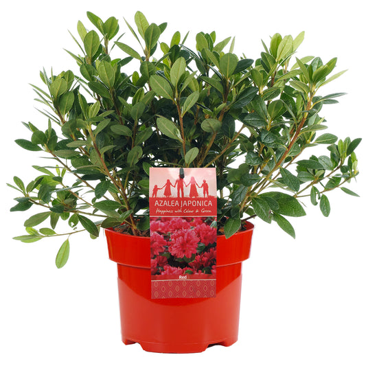 Azalea Red (2L)