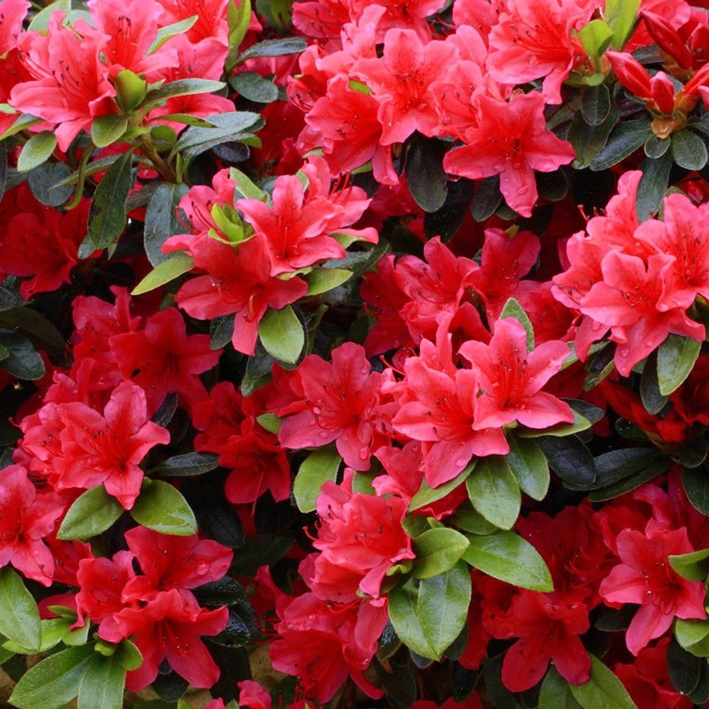 Azalea Red (2L)