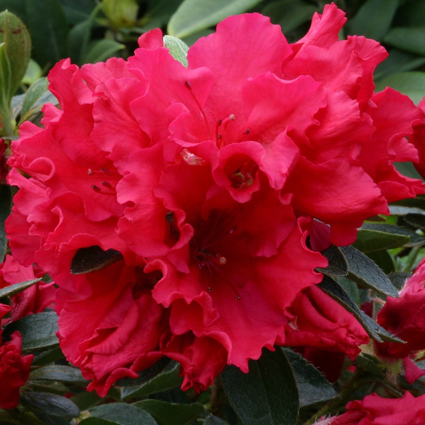 Azalea Red (2L)