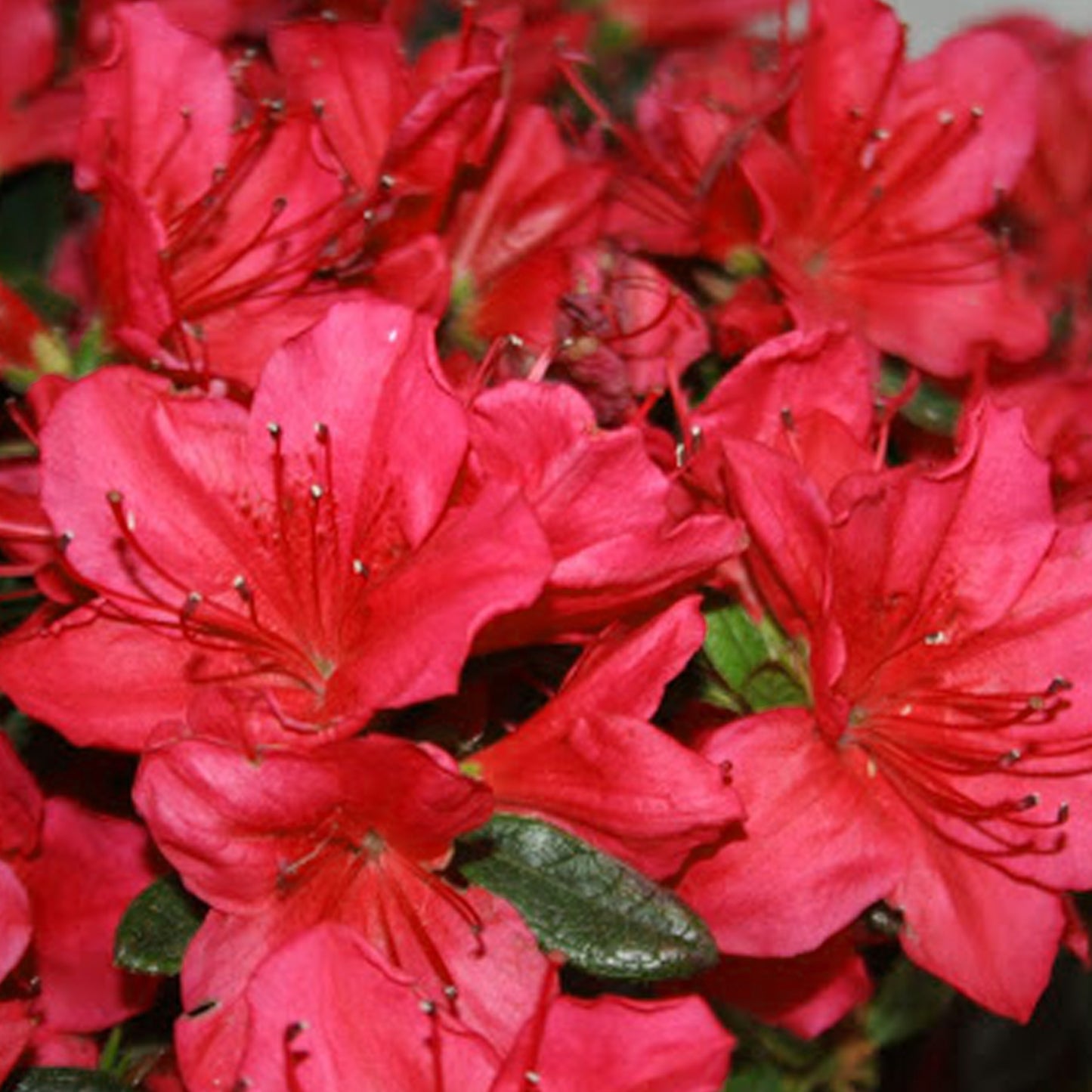 Azalea Red (2L)