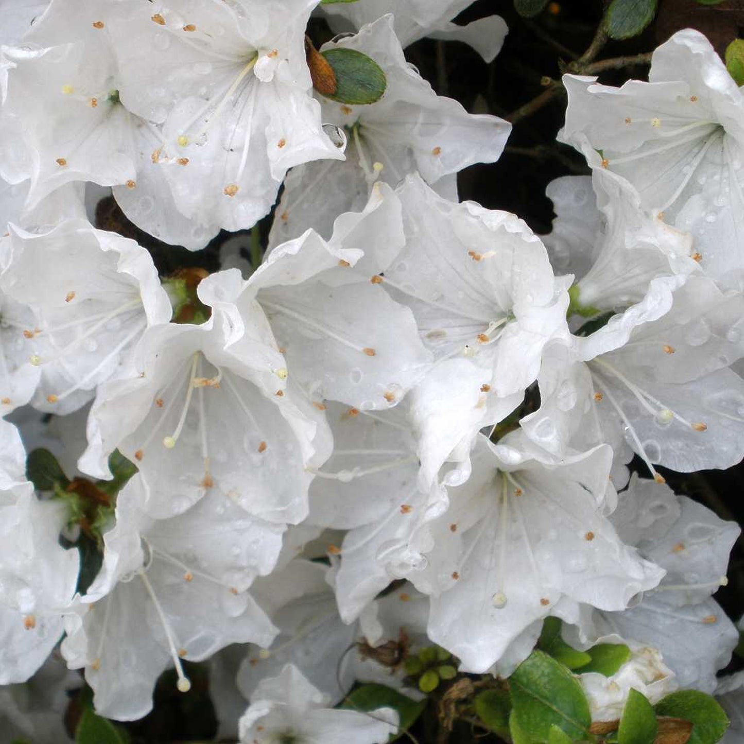 Azalea White (2L)