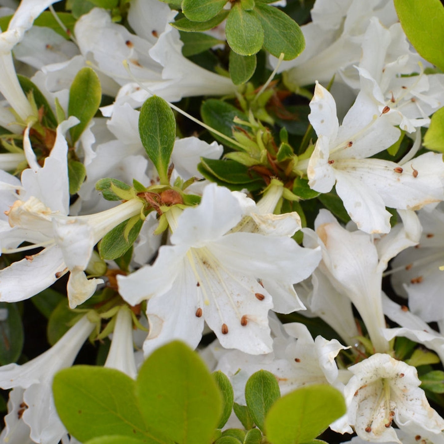 Azalea White (2L)