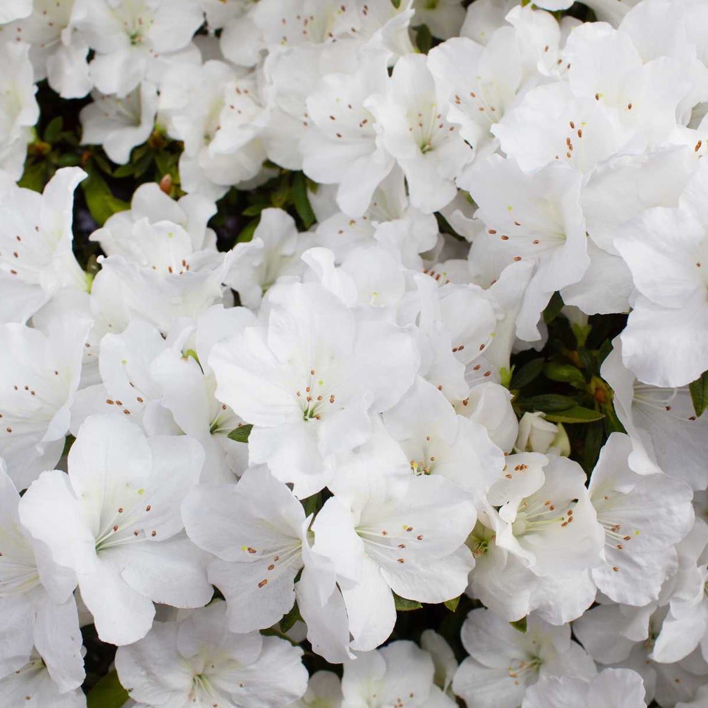 Azalea White (2L)