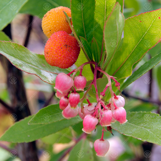 Arbutus Unedo Rubra Tree (12L, 5-6ft)