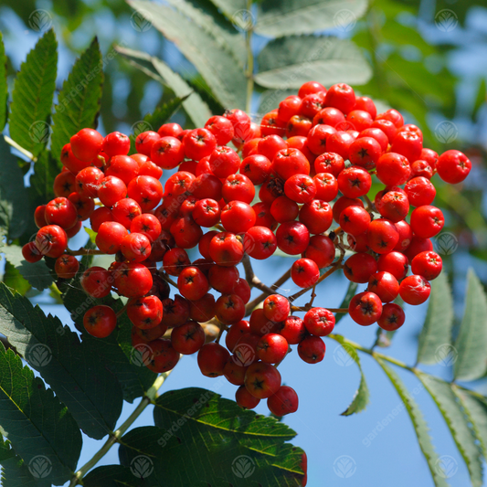 Sorbus Asplenifolia Tree (12L, 5-6ft)