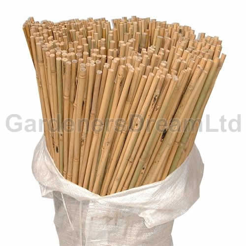 Bamboo Canes 8ft (#100)