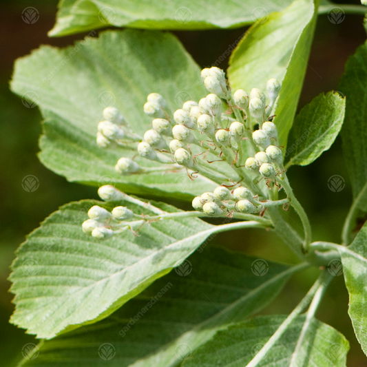 Sorbus Lutescens Tree (12L, 5-6ft)