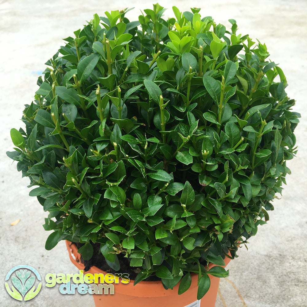 Buxus Ball (20cm, Pack of 2)