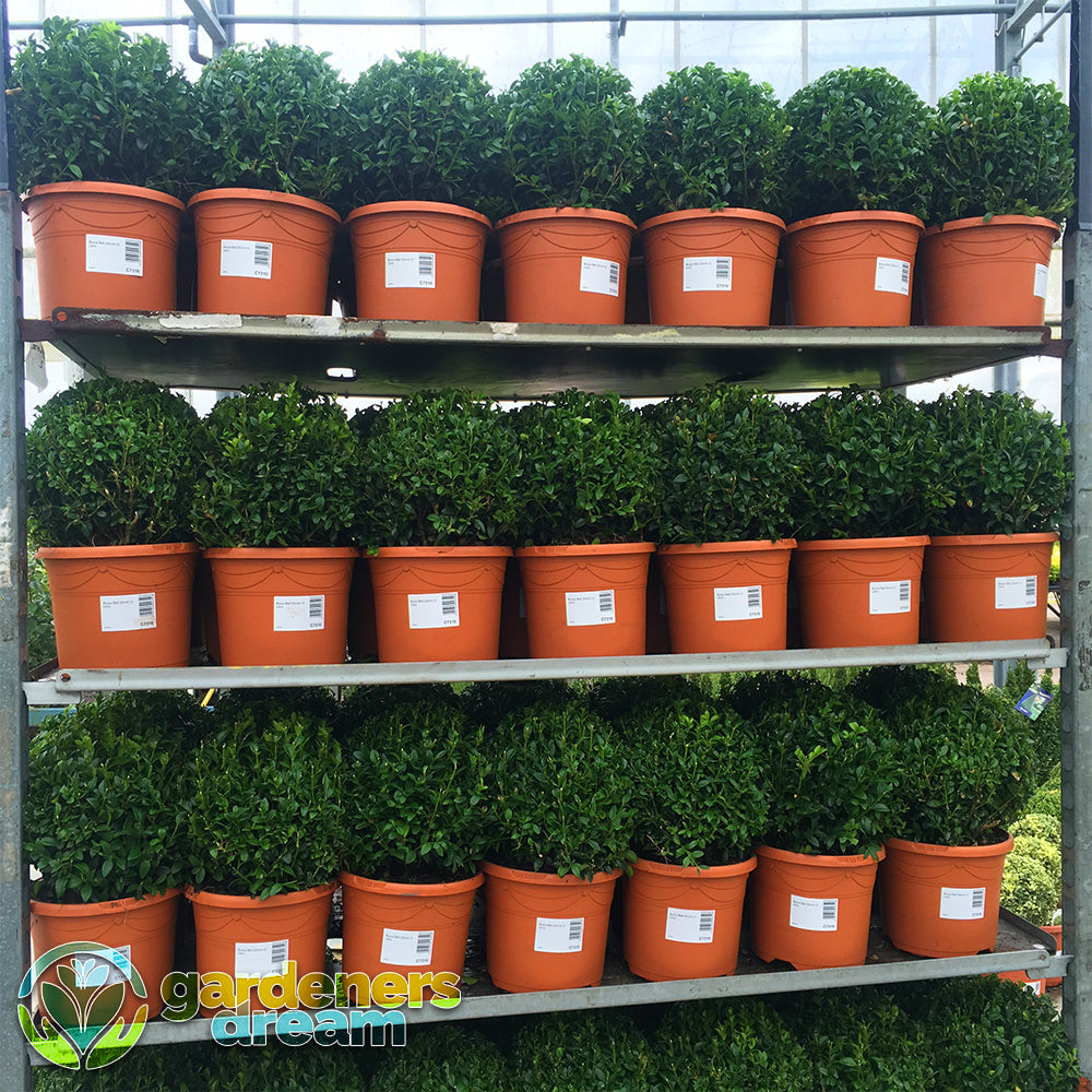Buxus Ball (20cm, Pack of 2)