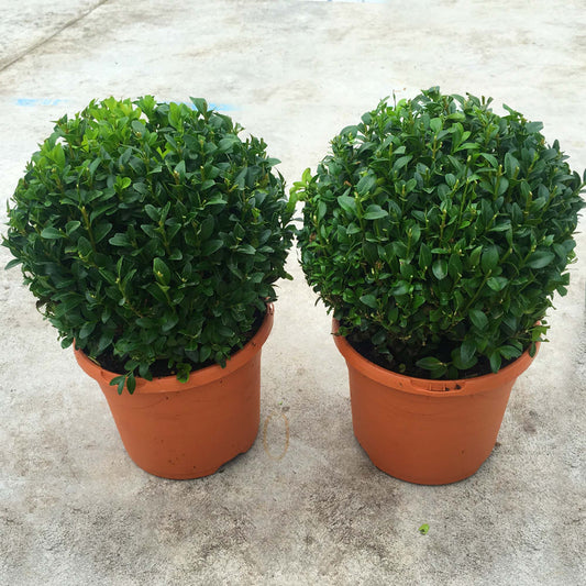 Buxus Ball (20cm, Pack of 2)