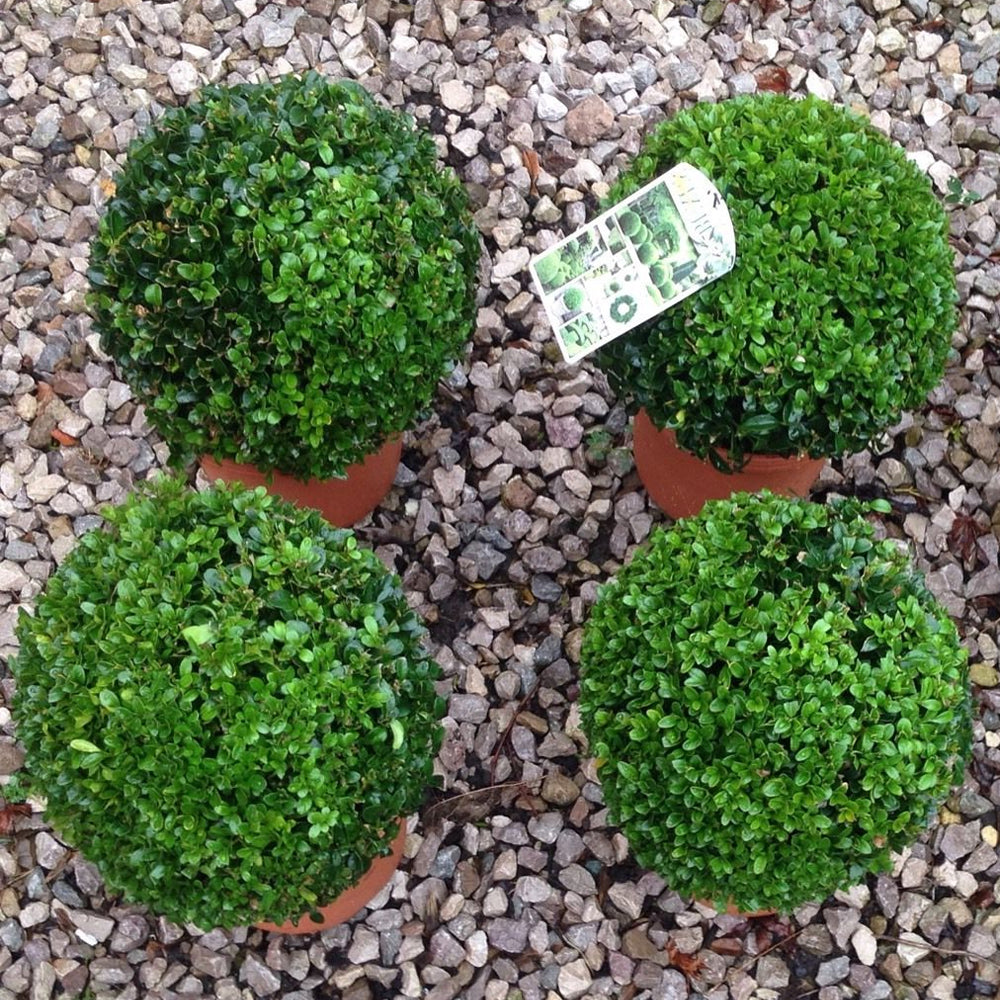 Buxus Ball (30cm, Pack of 2)