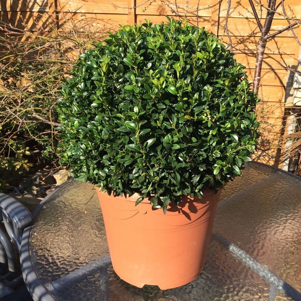 Buxus Ball (30cm, Pack of 2)