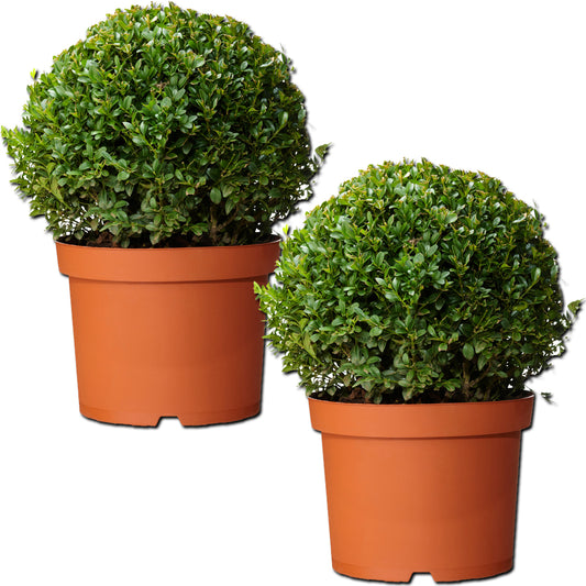 Buxus Ball (30cm, Pack of 2)