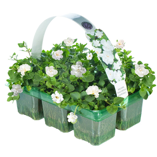Basket Plants - Bacopa Snowball Double-White (6 Pack)