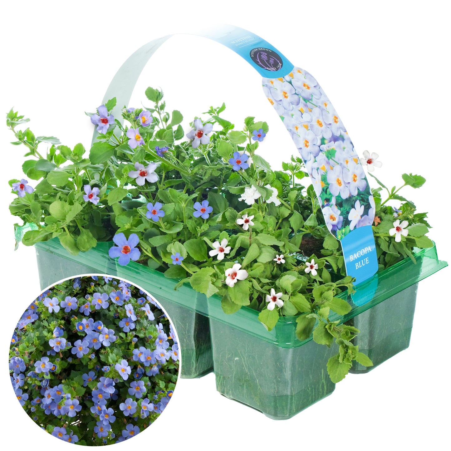 Basket Plants - Bacopa Blue (6 Pack)