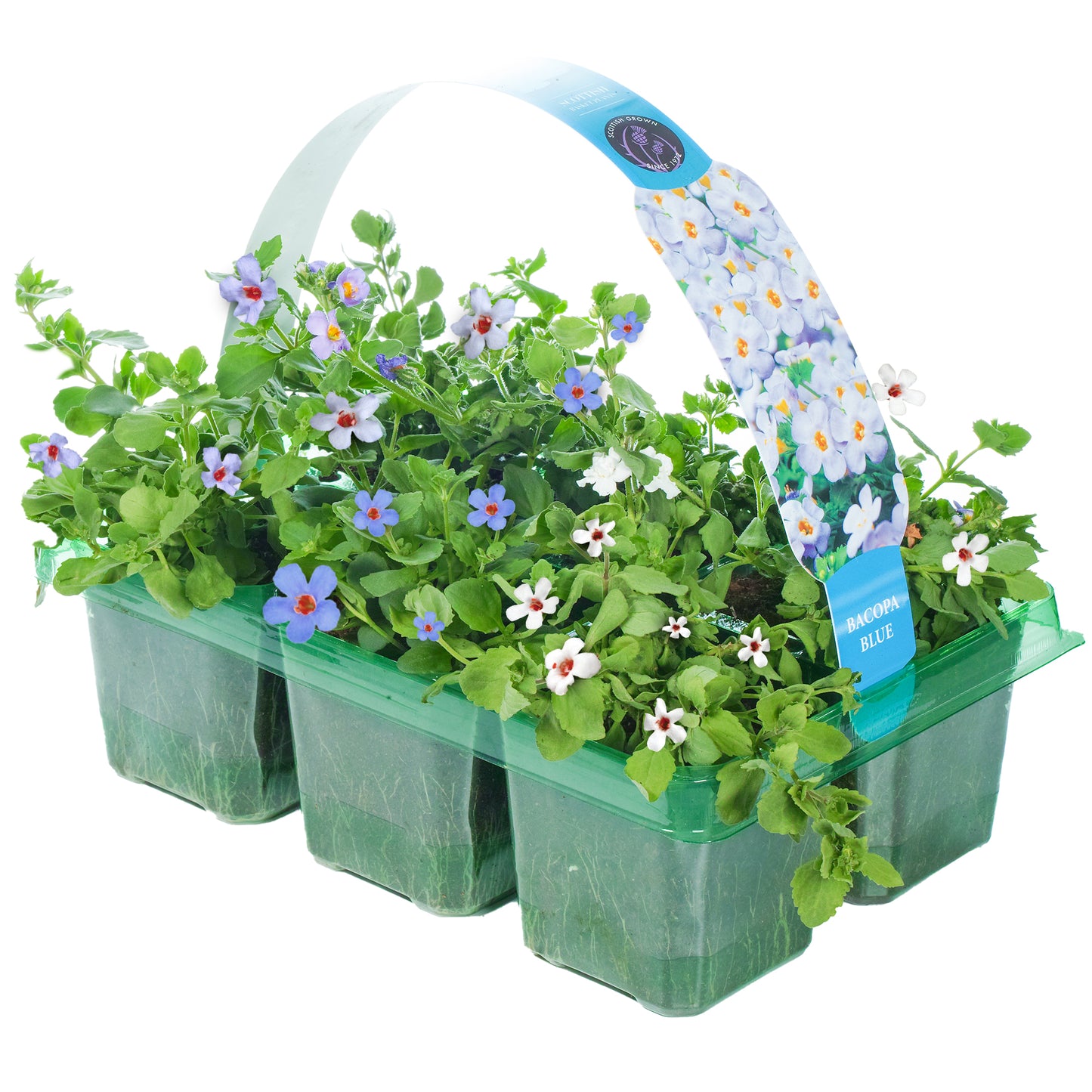 Basket Plants - Bacopa Blue (6 Pack)