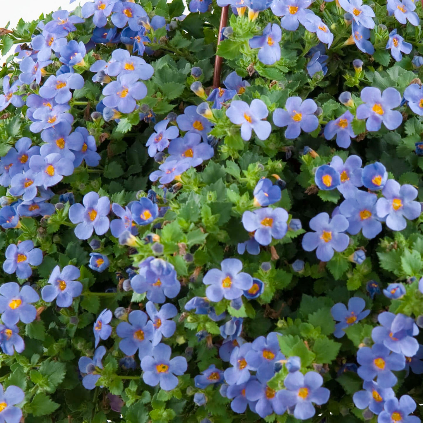 Basket Plants - Bacopa Blue (6 Pack)