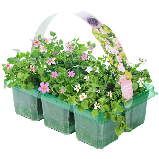 Basket Plants - Bacopa Pink (6 Pack)
