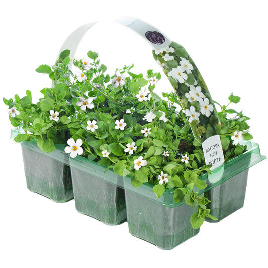 Basket Plants - Bacopa White (6 Pack)