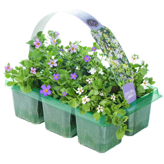 Basket Plants - Bacopa Mixed Variety (6 Pack)