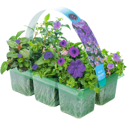 Basket Plants - Blue Shades (6 Pack)