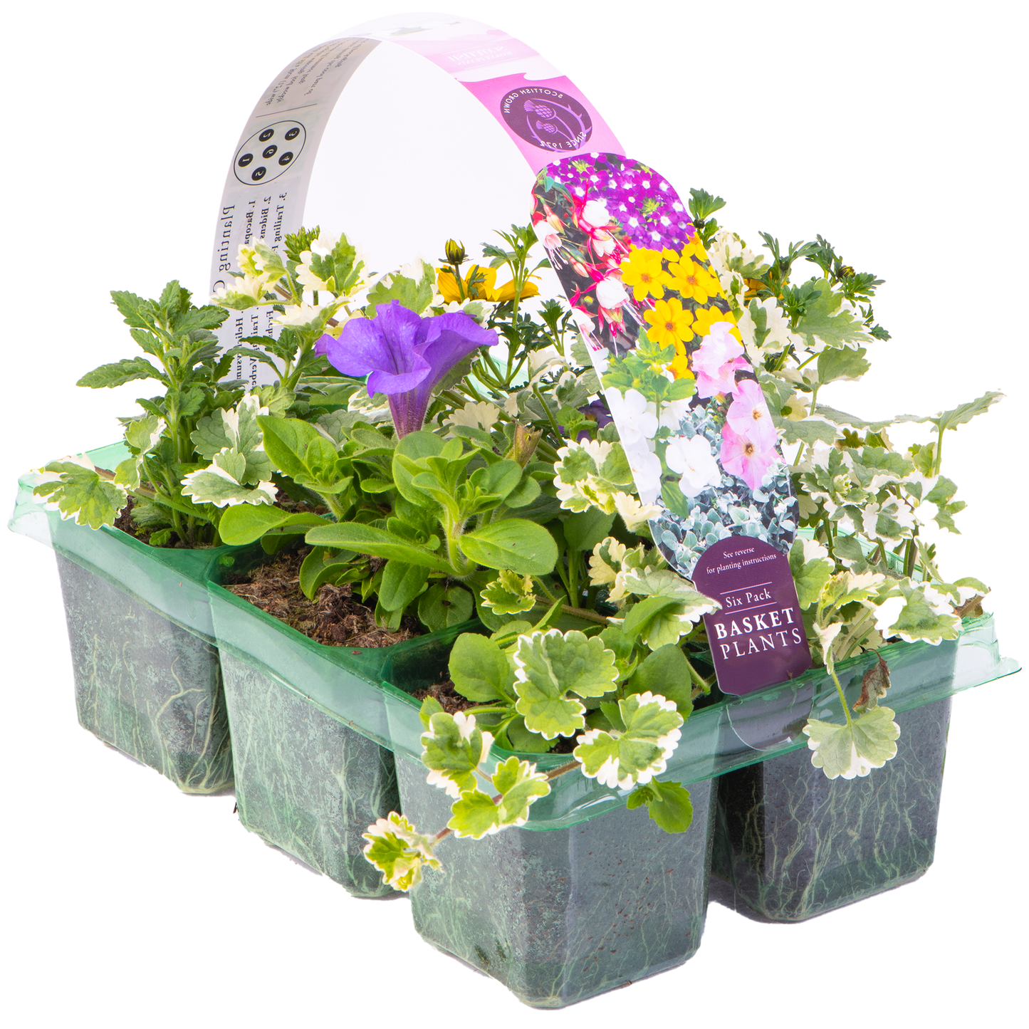 Basket Plants - Mixed (6 Pack)