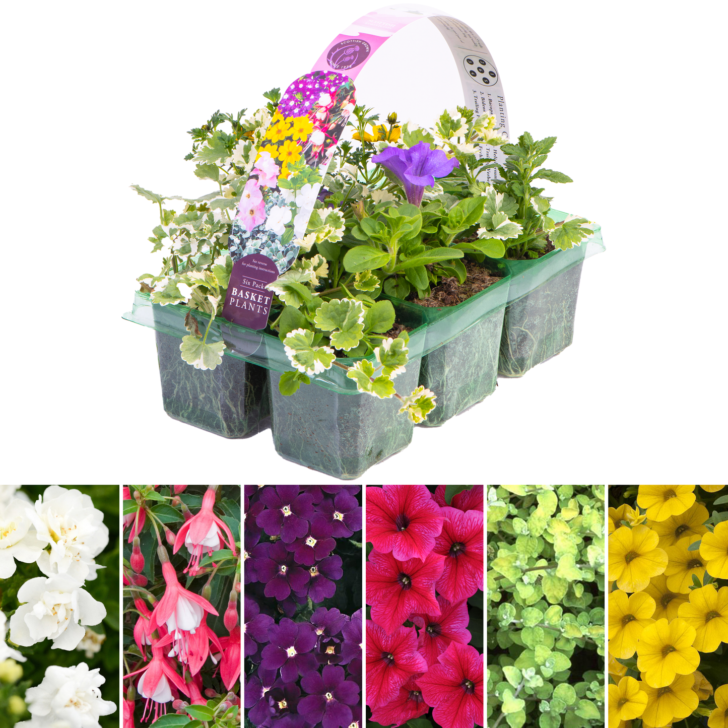 Basket Plants - Mixed (6 Pack)