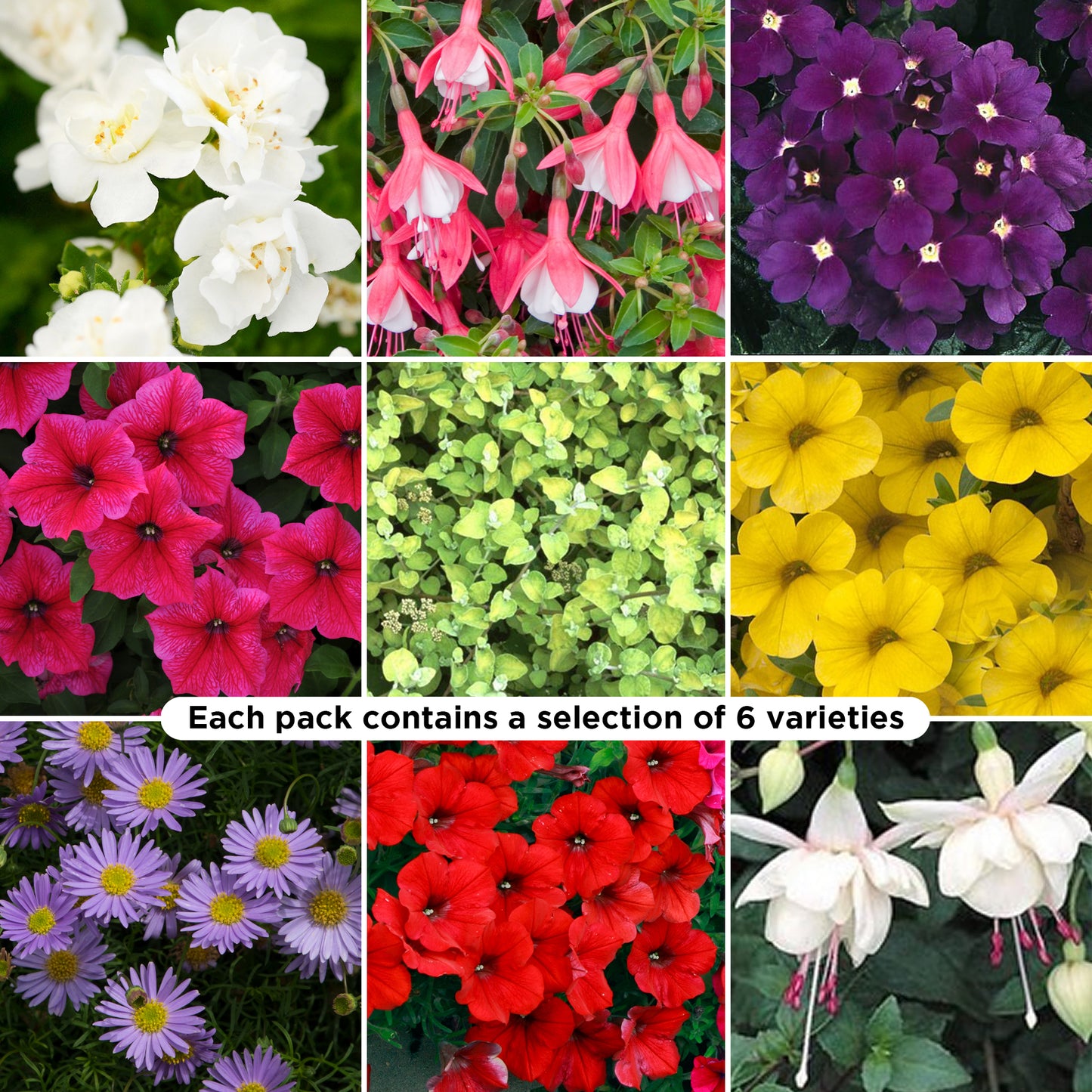 Basket Plants - Mixed (6 Pack)