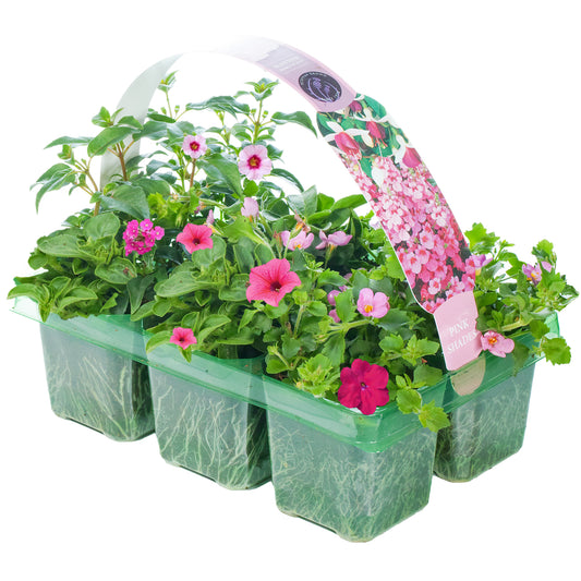 Basket Plants - Pink Shades (6 Pack)