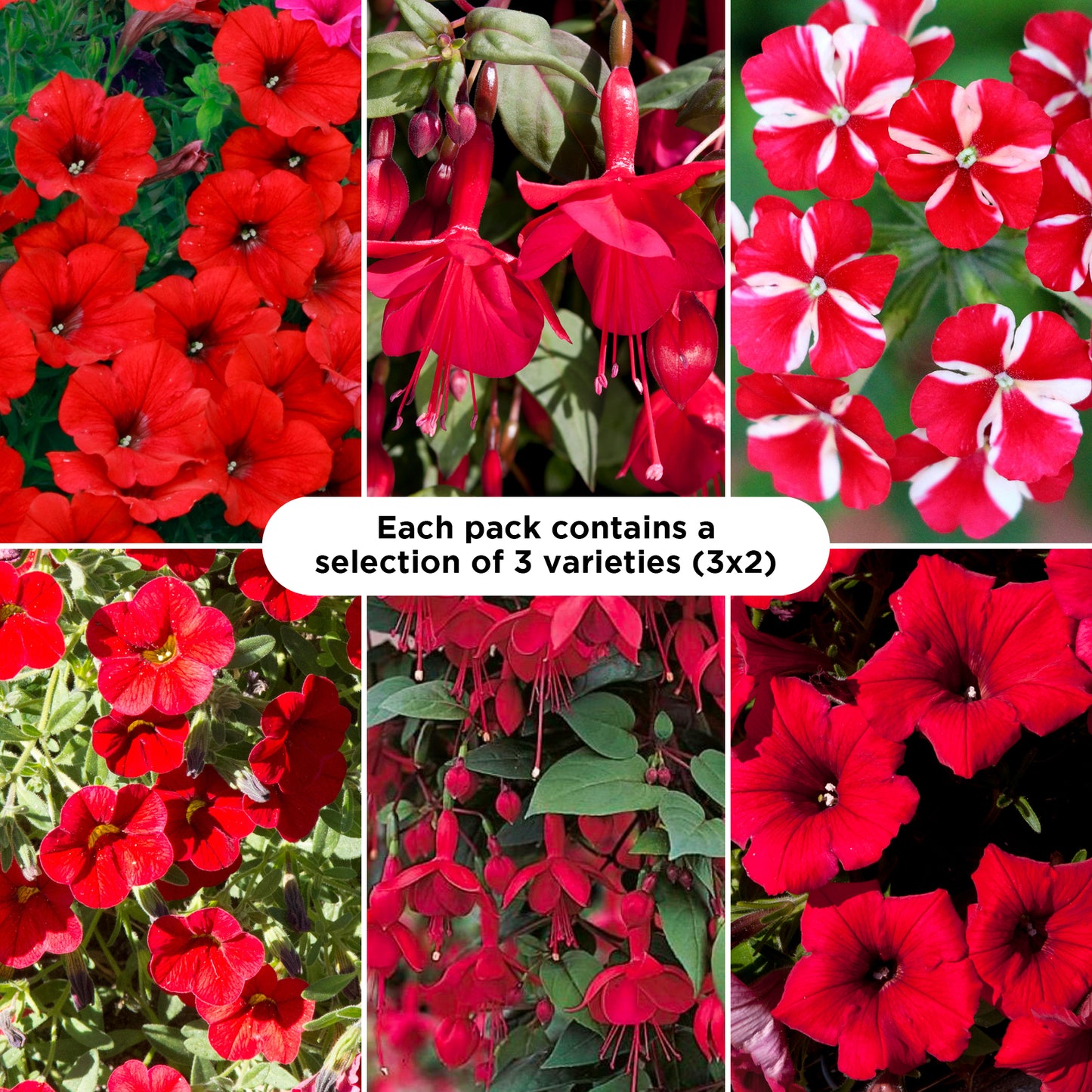 Basket Plants - Red Shades (6 Pack)