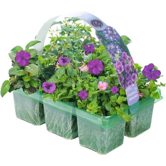 Basket Plants - Purple Shades (6 Pack)