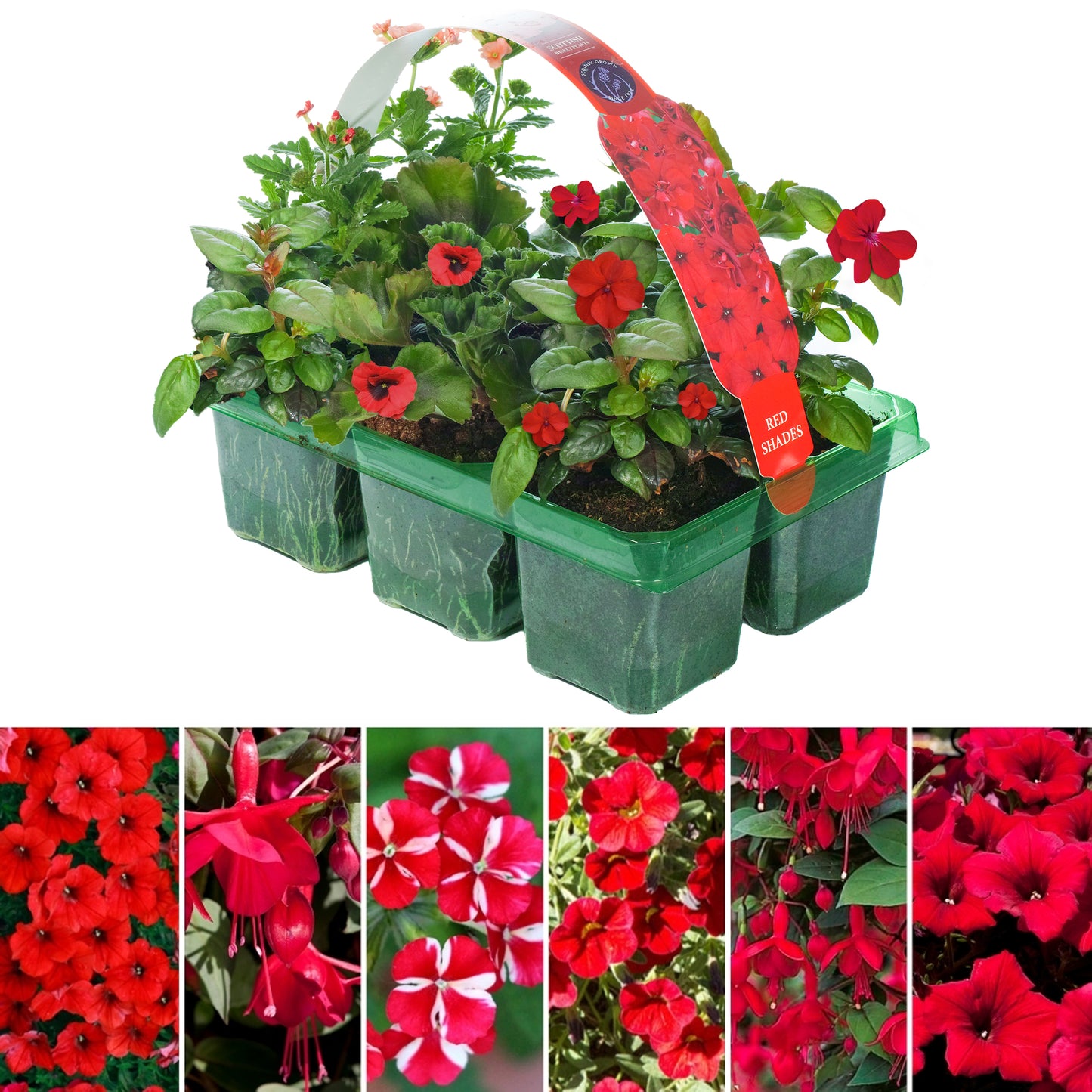 Basket Plants - Red Shades (6 Pack)