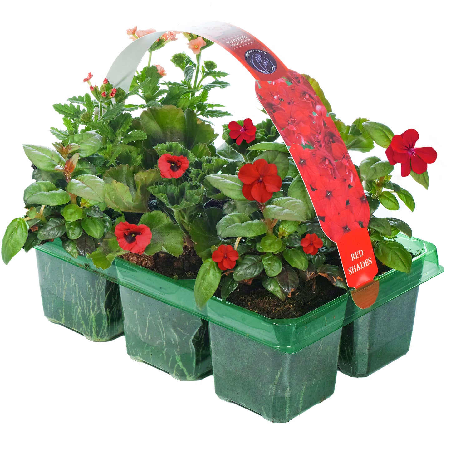 Basket Plants - Red Shades (6 Pack)