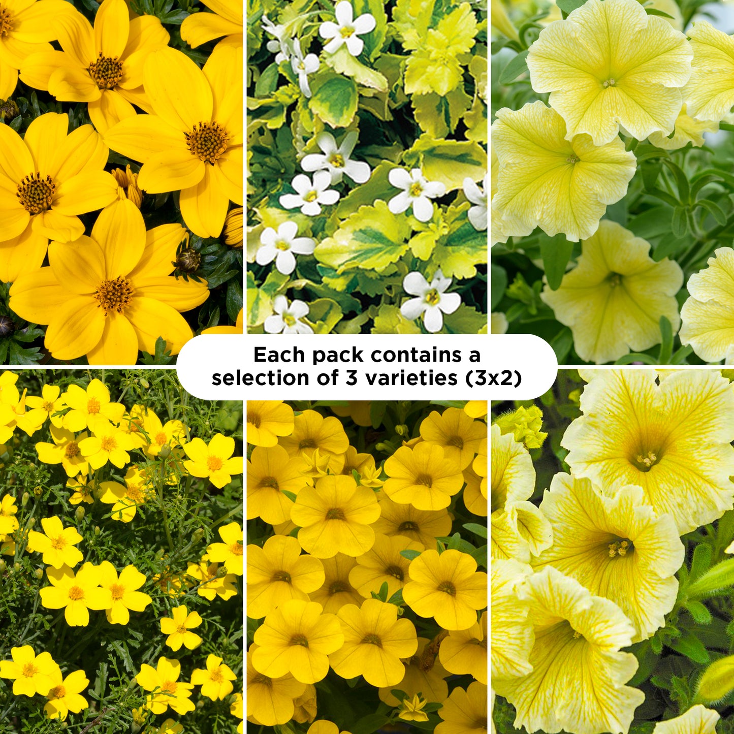 Basket Plants - Yellow Shades (6 Pack)