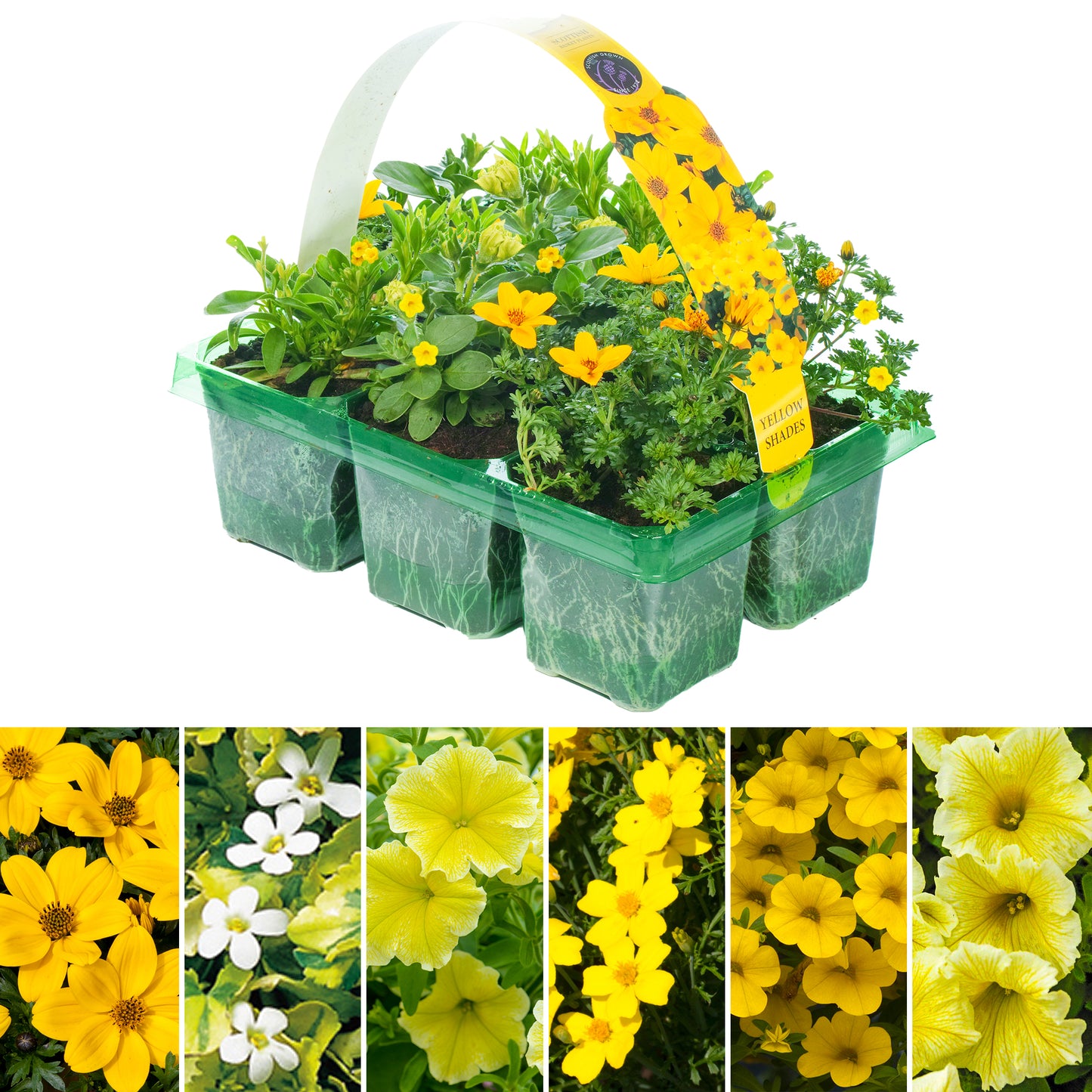 Basket Plants - Yellow Shades (6 Pack)