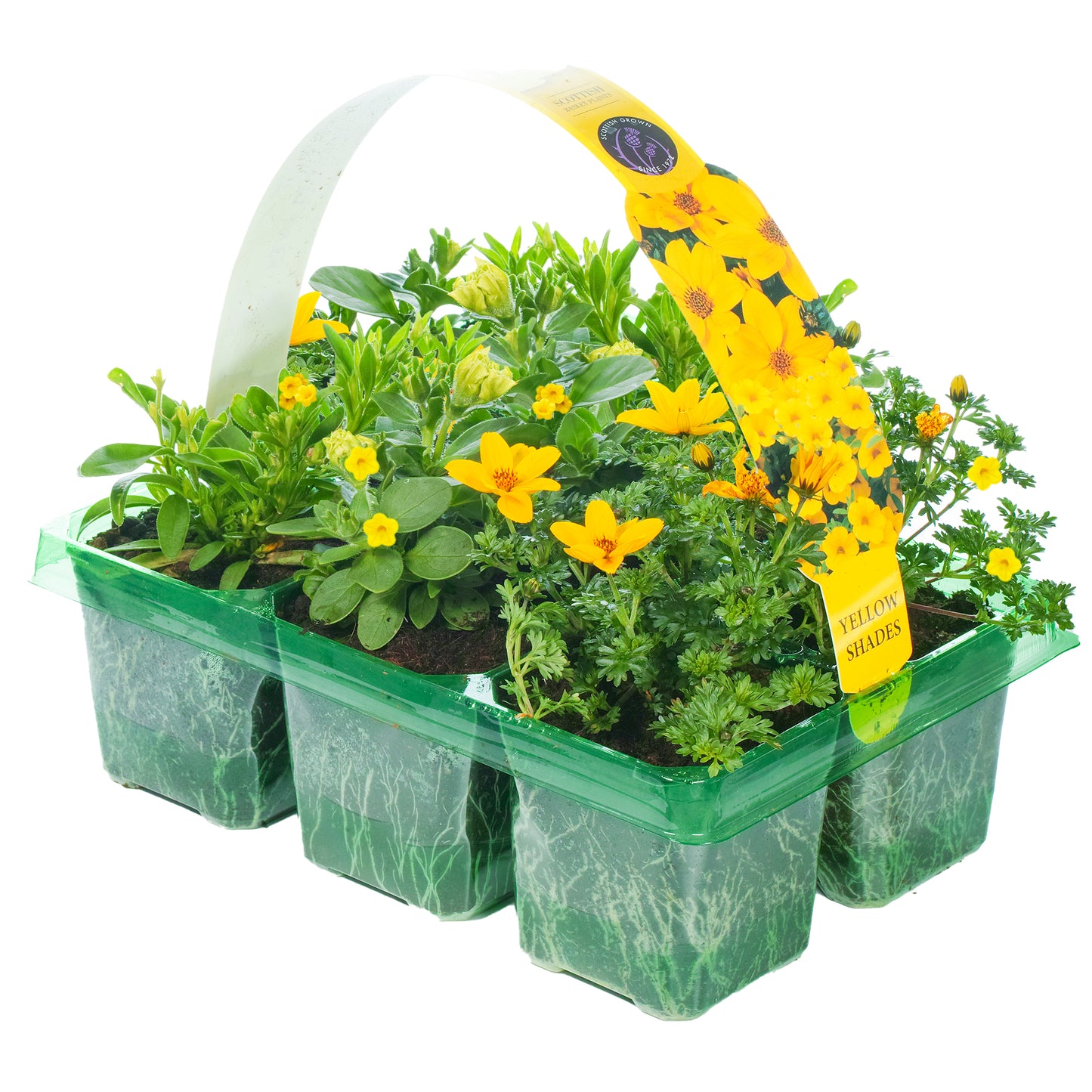 Basket Plants - Yellow Shades (6 Pack)