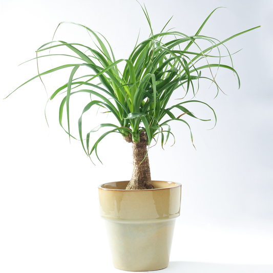 Beaucarnea Recurvata Tall (12cm) V1