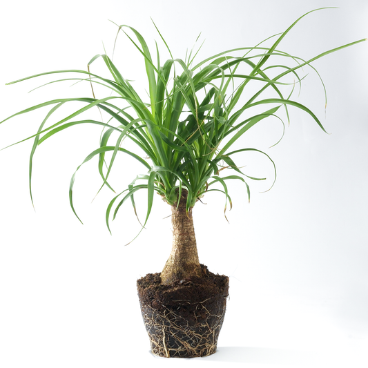 Beaucarnea Recurvata Tall (12cm) V2
