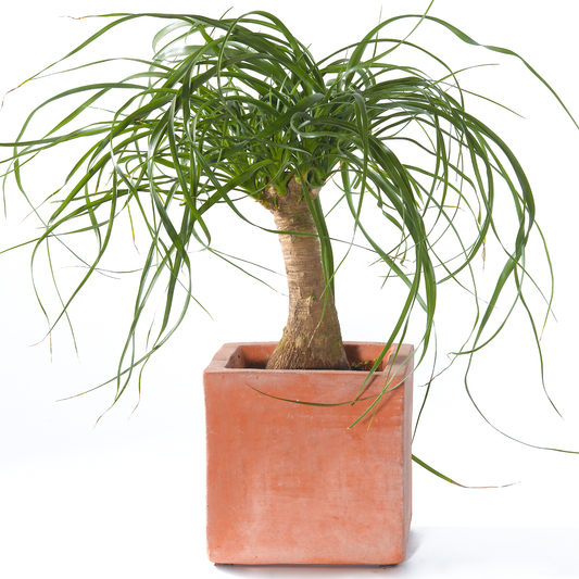 Beaucarnea Recurvata Tall (12cm) V3