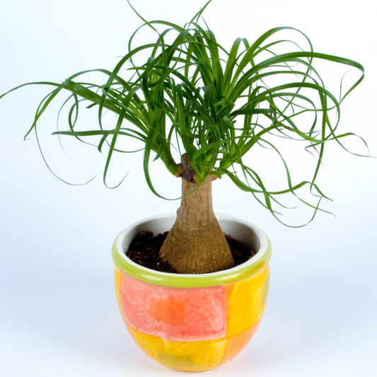 Beaucarnea Recurvata Tall (12cm) V4