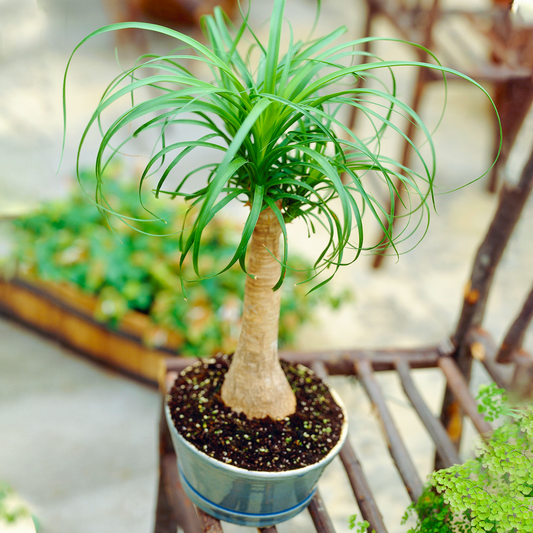 Beaucarnea Recurvata Tall (12cm) V5