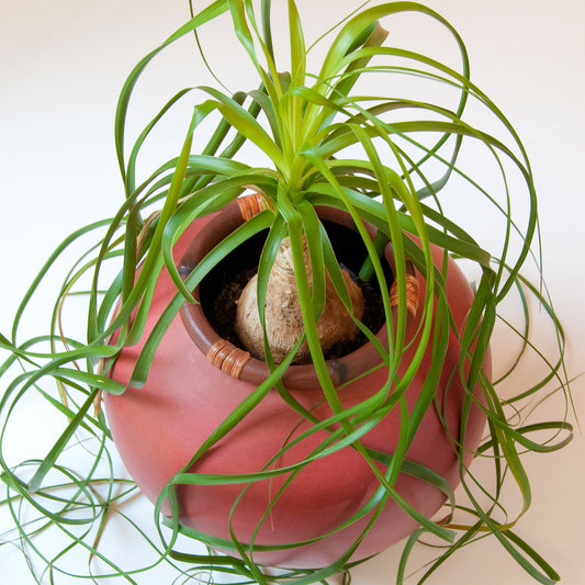 Beaucarnea Recurvata Ball (12cm) V1