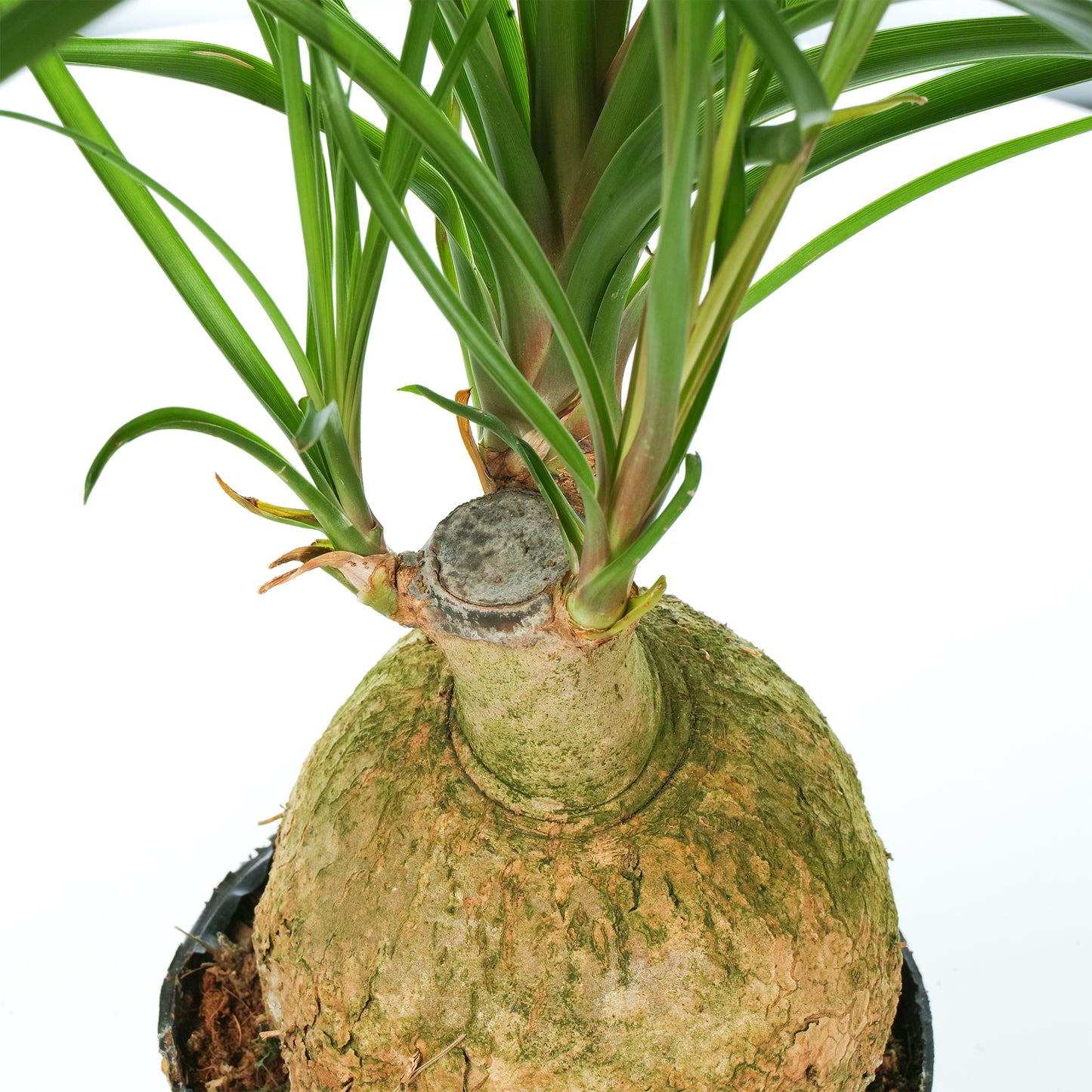 Beaucarnea Recurvata Ball (12cm) V2