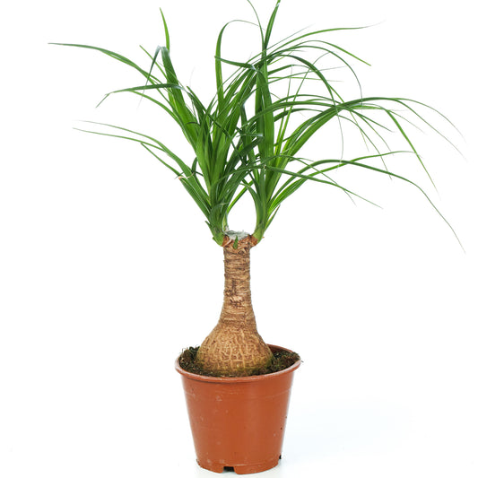 Beaucarnea Recurvata Tall