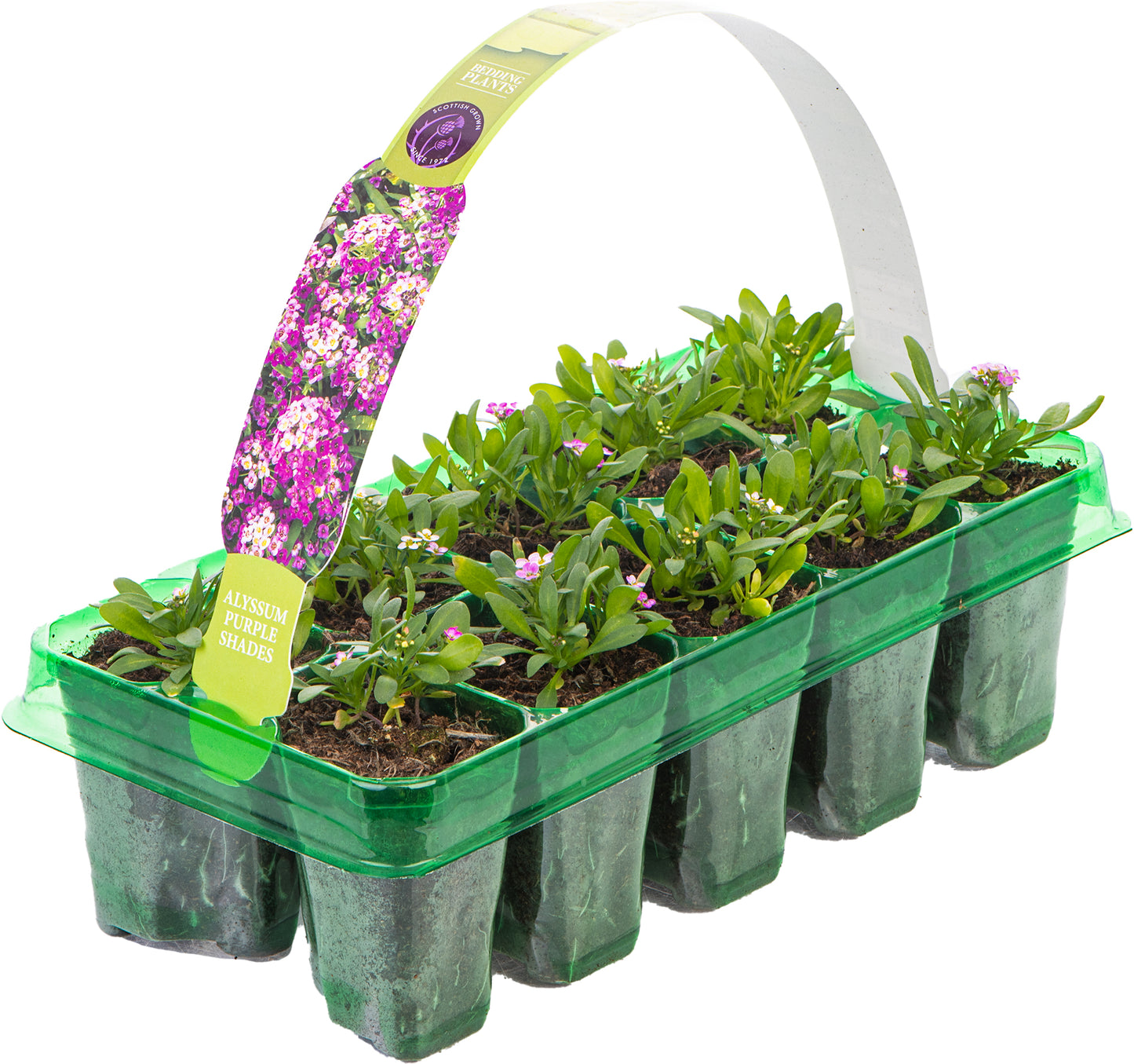 Bedding Plants - Alyssum Clear Crystal Purple (10 Pack)