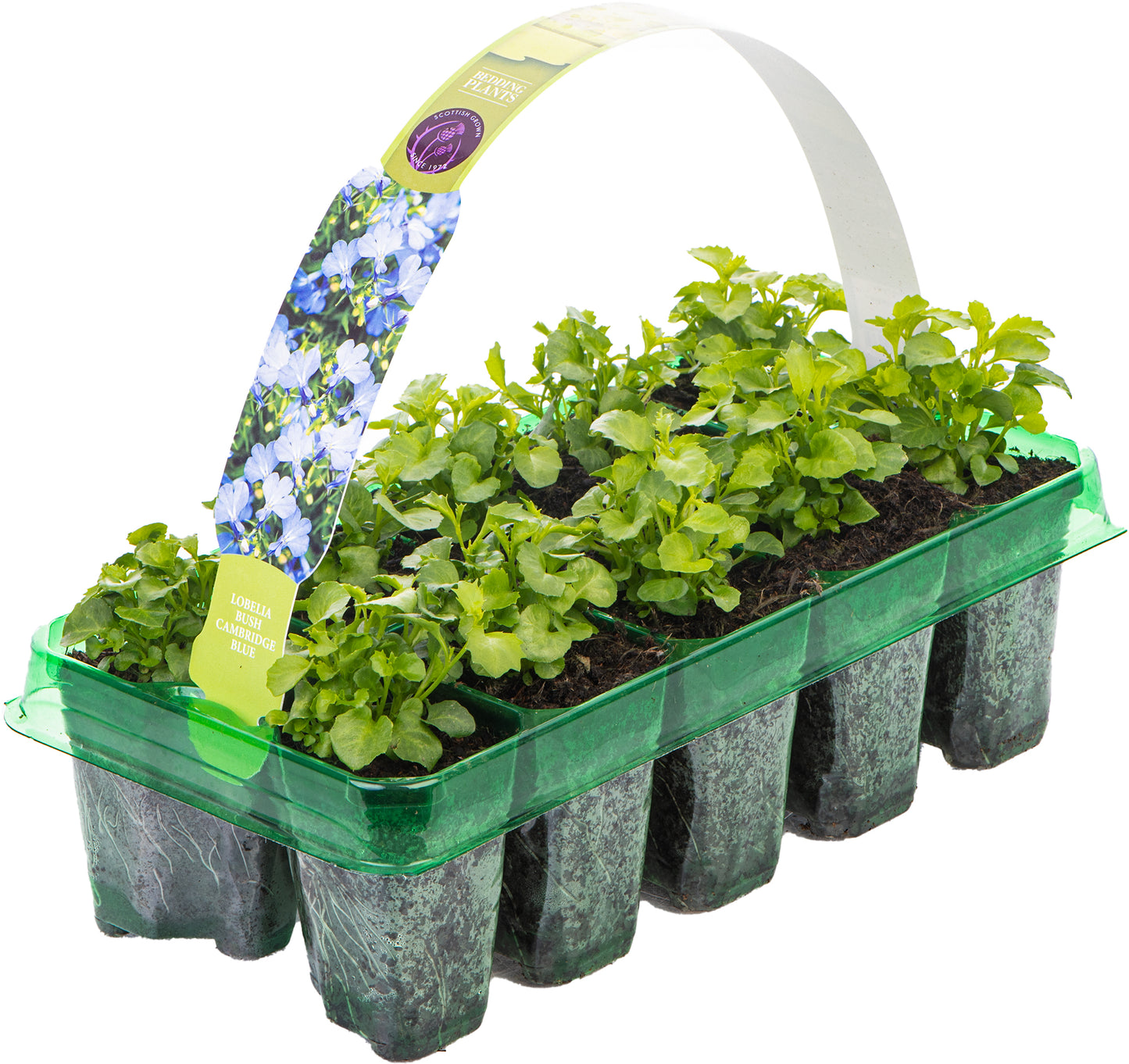 Bedding Plants - Lobelia Bush Cambridge Blue (10 Pack)