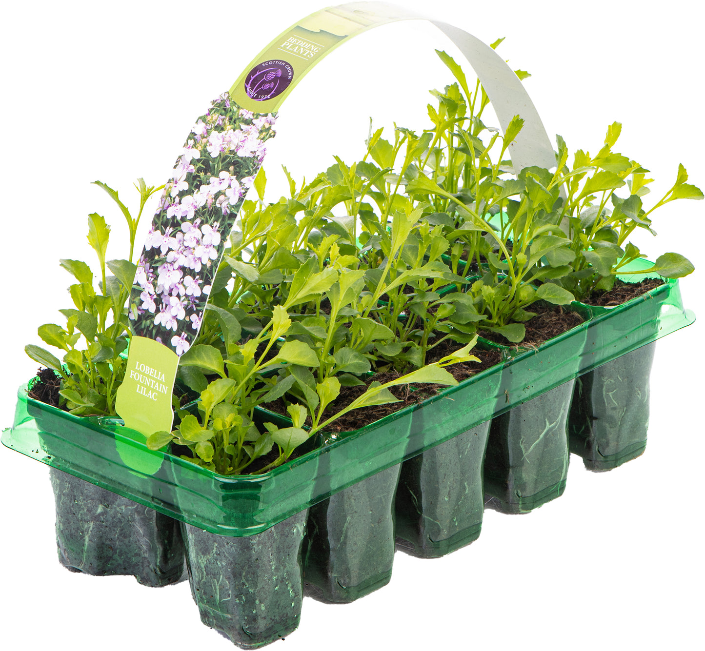 Bedding Plants - Lobelia Fountain Lilac (10 Pack)